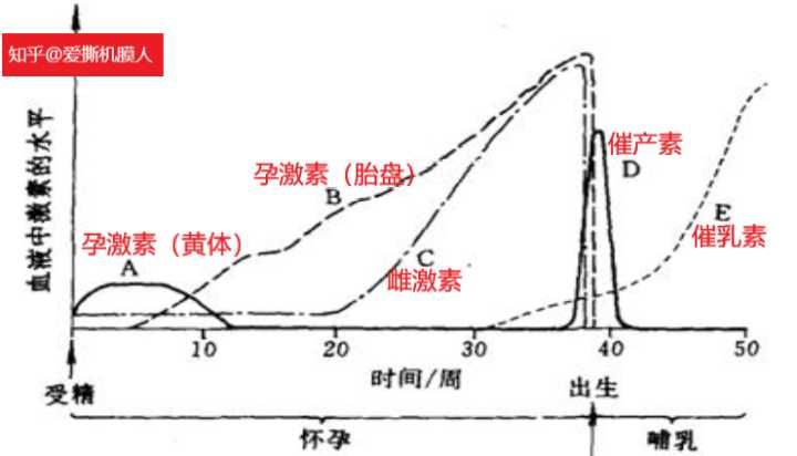 孕期体温升高是因为卵巢排卵后,卵泡形成黄体分泌孕激素.