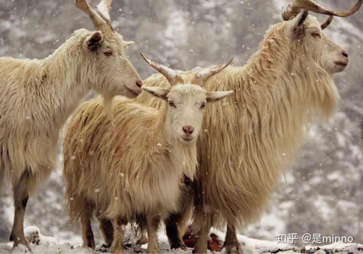 还有这个一家三口羊,小羊羊的眼神湿漉漉的忘向我的镜头,穿过风雪.