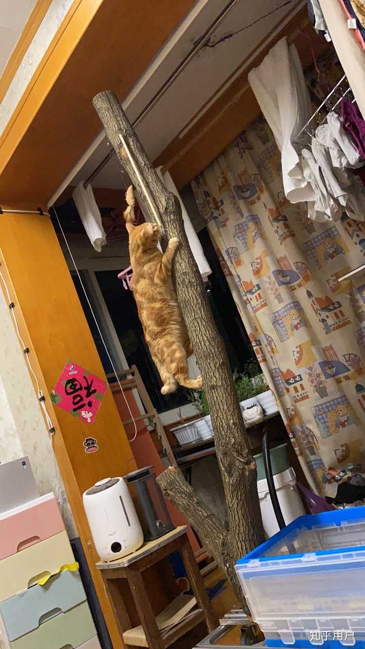 ベストコレクション 猫 小屋 自作 ベストコレクション 猫 小屋 自作