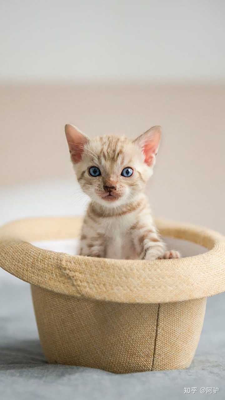 有没有可爱到爆的猫猫壁纸