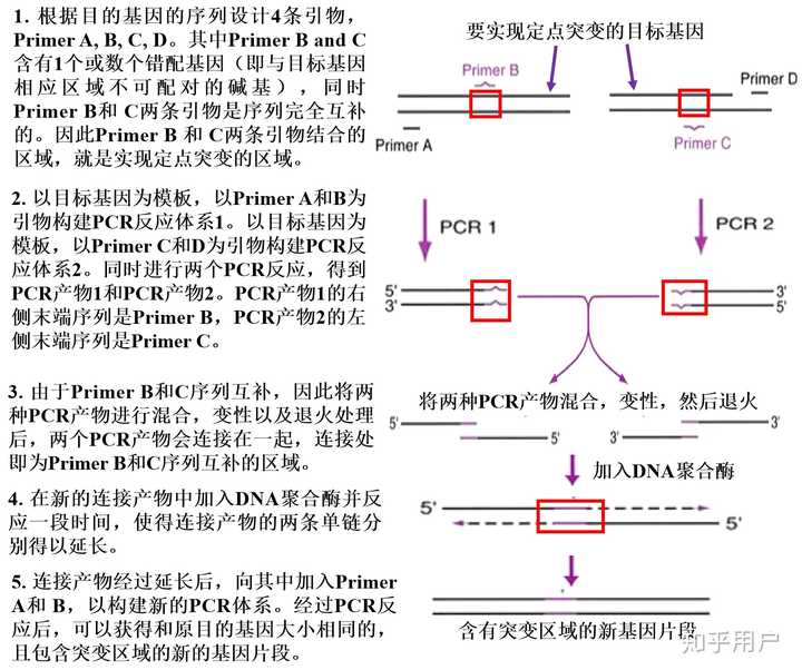 PCR技术为什么可以轻松进行定点突变? - 知乎