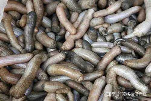 我在厦门吃的两种东西土笋冻和沙肠 两种虫子 不过土笋冻是真的好吃