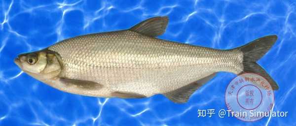 关于此杂交种先看下图: 下图为浙江培育的"太湖鲂鲌",亲本来源是翘嘴