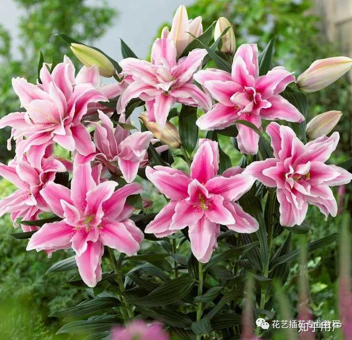 百合花怎么养护，如何延长花期？ - 知乎