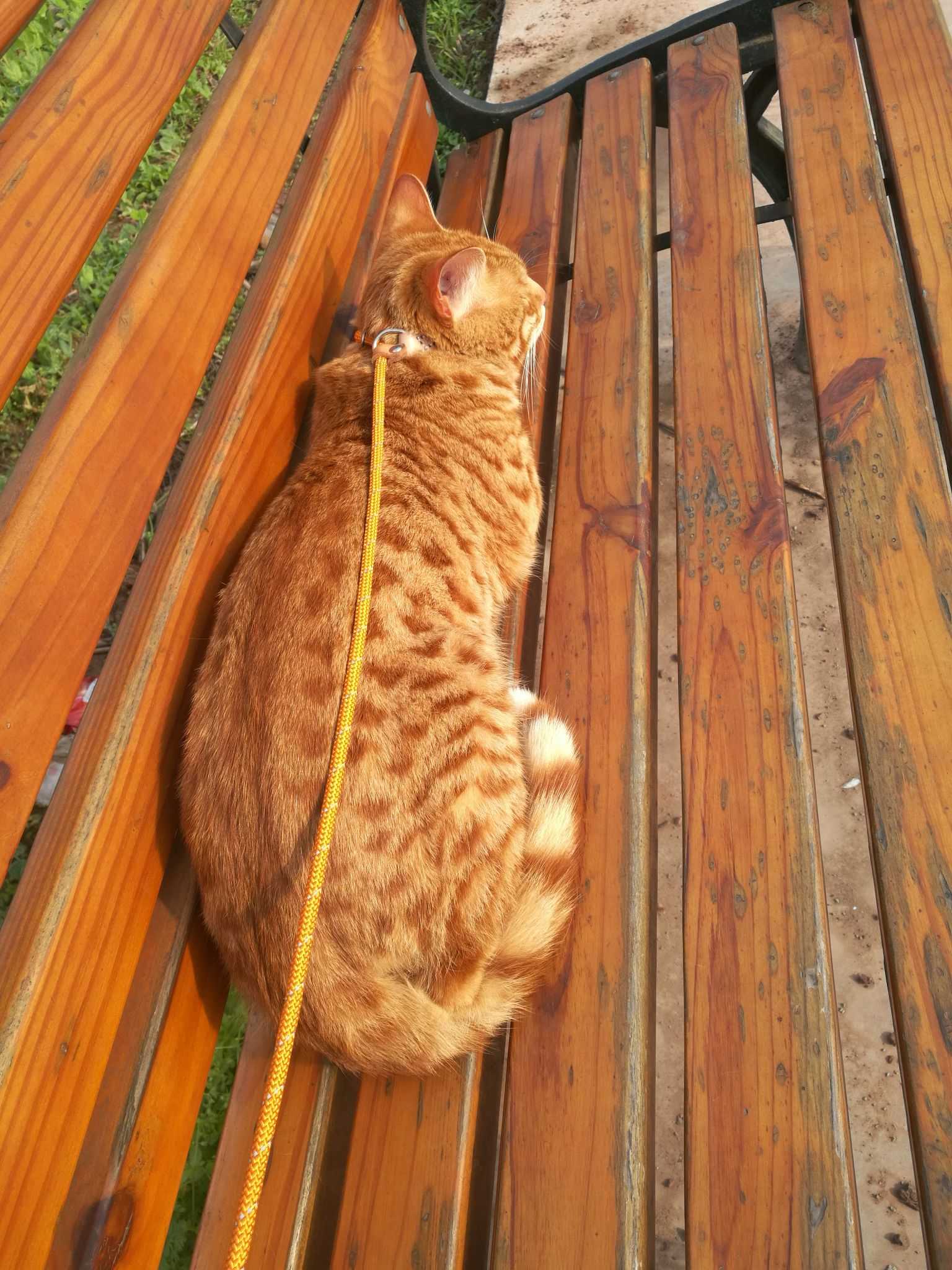 猫咪