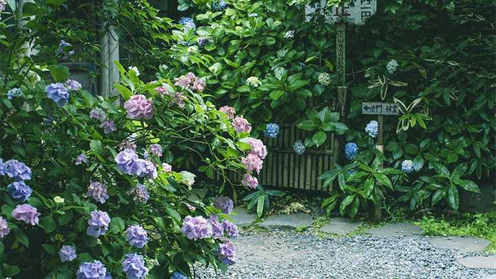 去日本哪里看绣球花最好 知乎 去日本哪里看绣球花最好 知乎