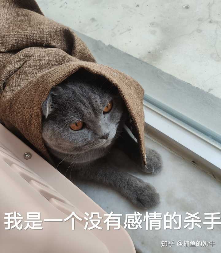 猫能吃花生酱吗 知乎