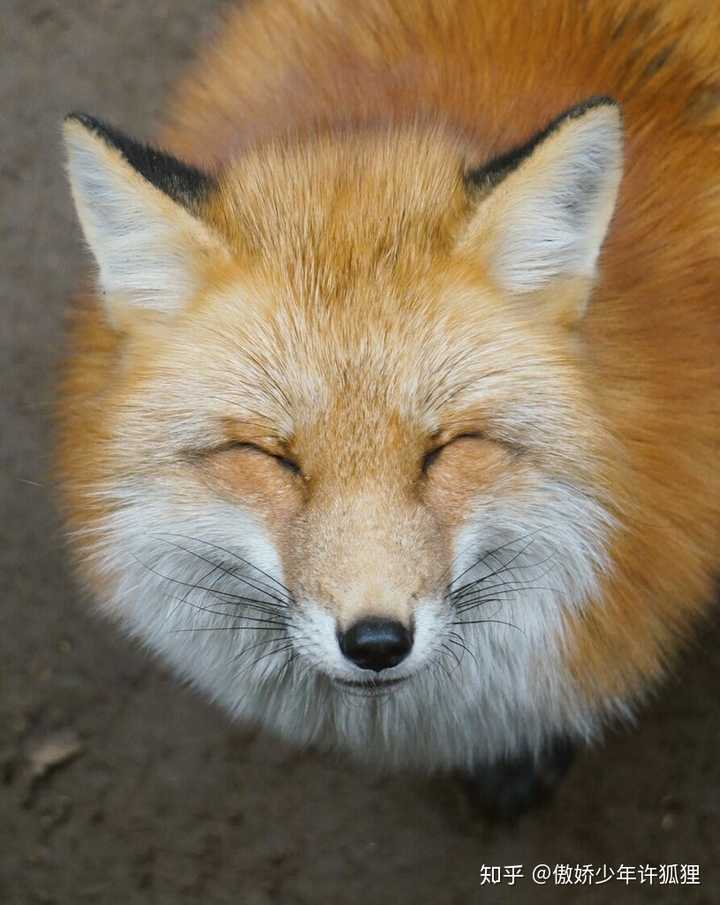 狐狸的颜值有多高?