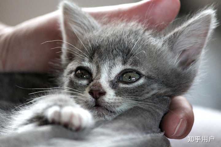 猫咪便血但是精神很好? - 知乎