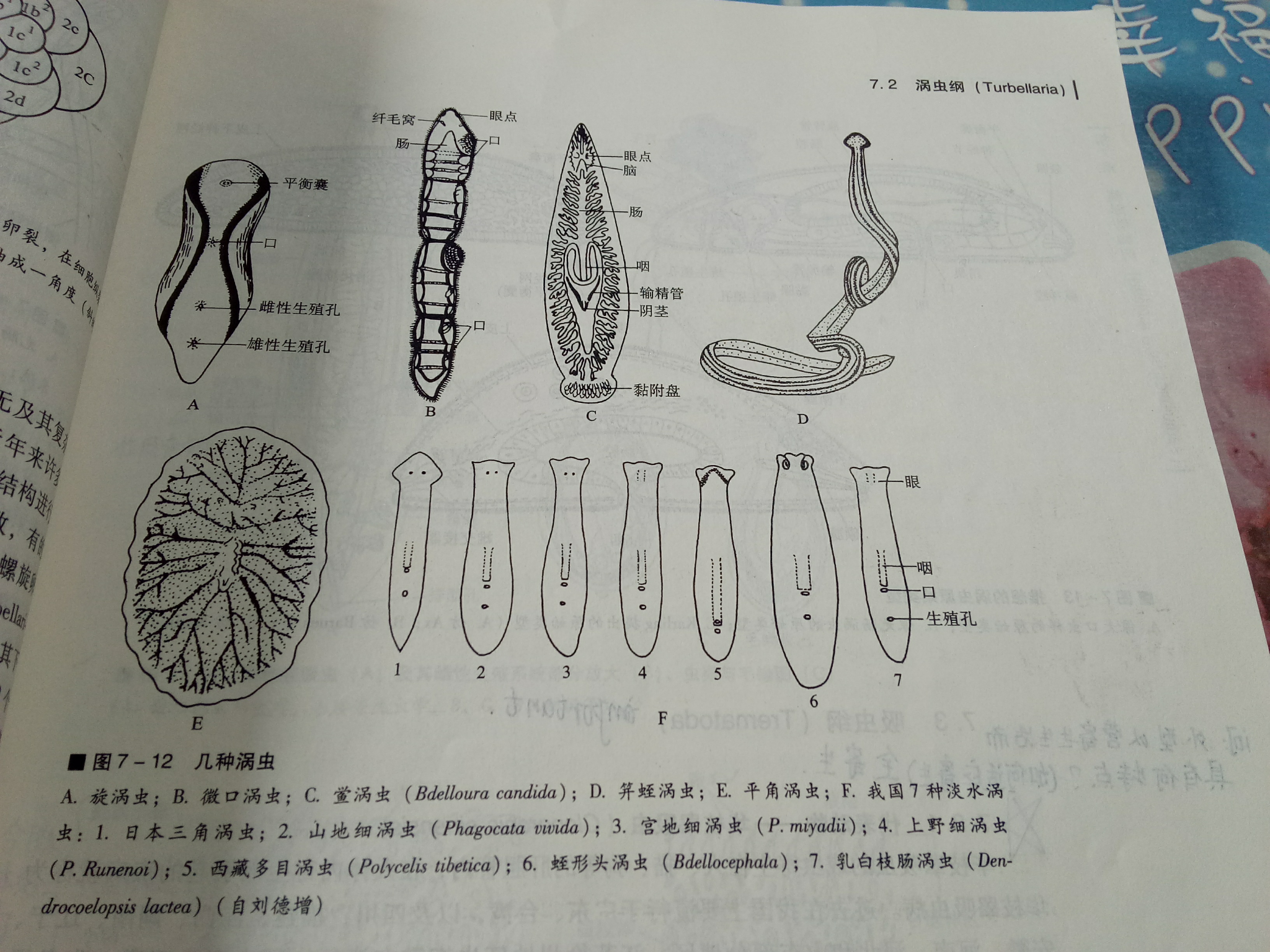 涡虫纵切面结构示意图图片