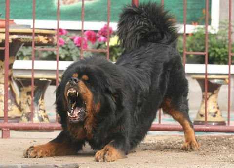 狒狒属于什么体型 v2-ca8abf996f6029c940d43e66f4b6e2ff_r.jpg