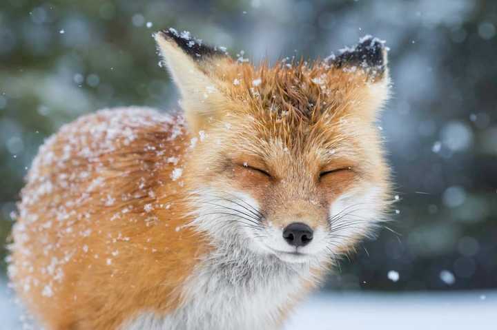 附上一只漂亮的狐狸,不是我的头像,有可能以后换它
