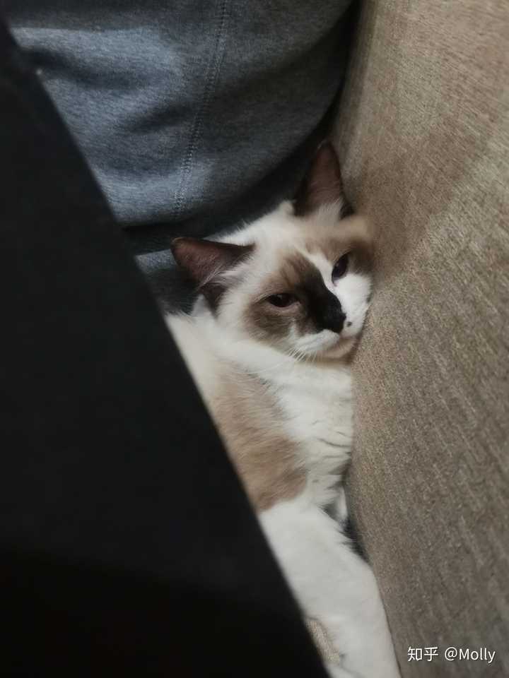 人家的布偶猫都是仙气儿十足,我家的土里土气,有没有独特的长得不一样