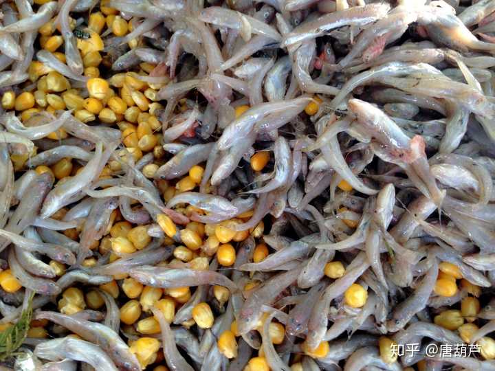 小鱼和玉米混合而成的螃蟹饲料
