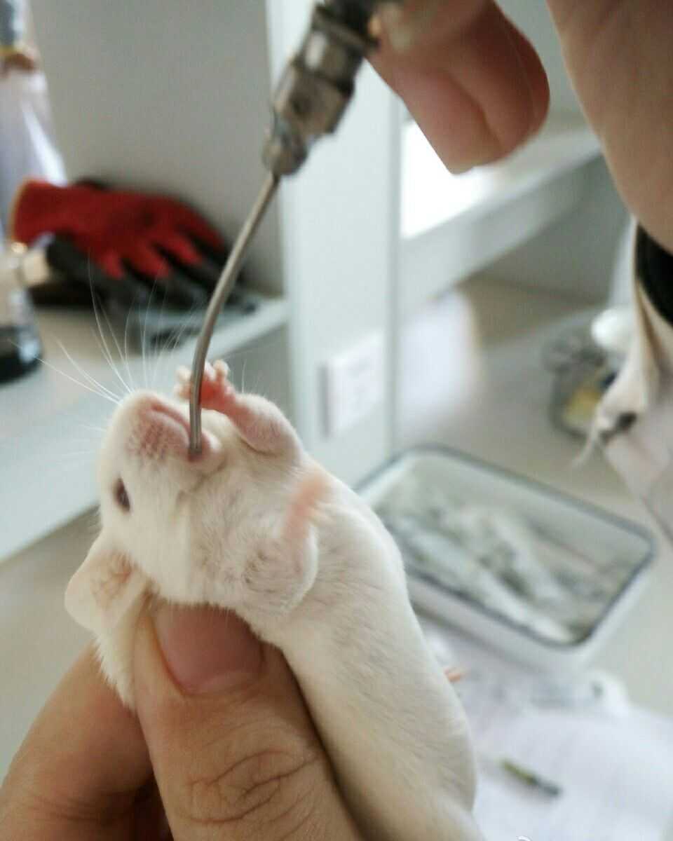 小白鼠腹腔注射方法图片