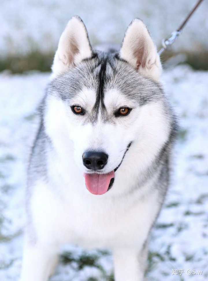 你见过最帅的哈士奇可以有多帅