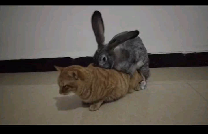 猫和兔子能在一起养吗?