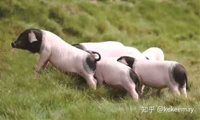 两头乌什么意思,两头乌,两头乌鸽子(第7页)_大山谷图库