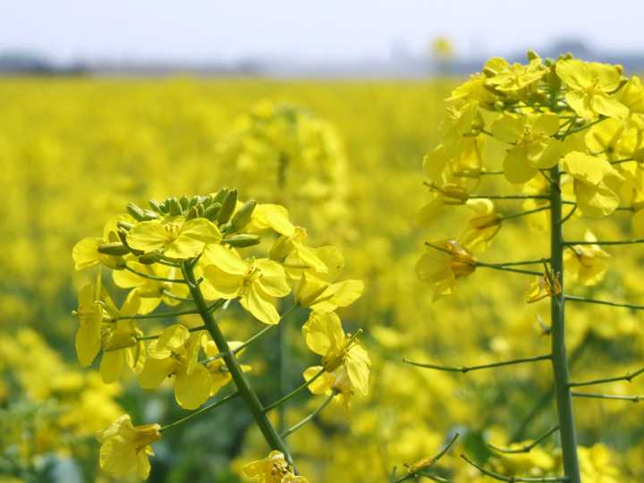 清明节有哪些好去处