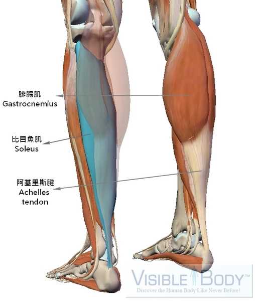 先来看看小腿肌肉的解剖结构:小腿三头肌位于我们小腿的后群,主要功能