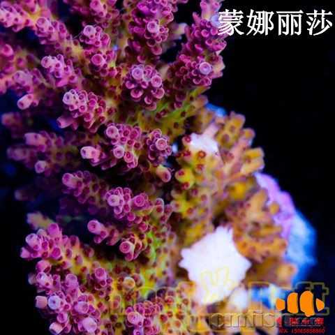 你见过最美的珊瑚是怎样的 知乎 你见过最美的珊瑚是怎样的 知乎