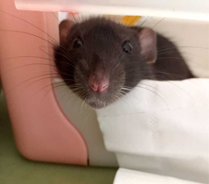 养宠物花枝鼠是一种什么样的体验?