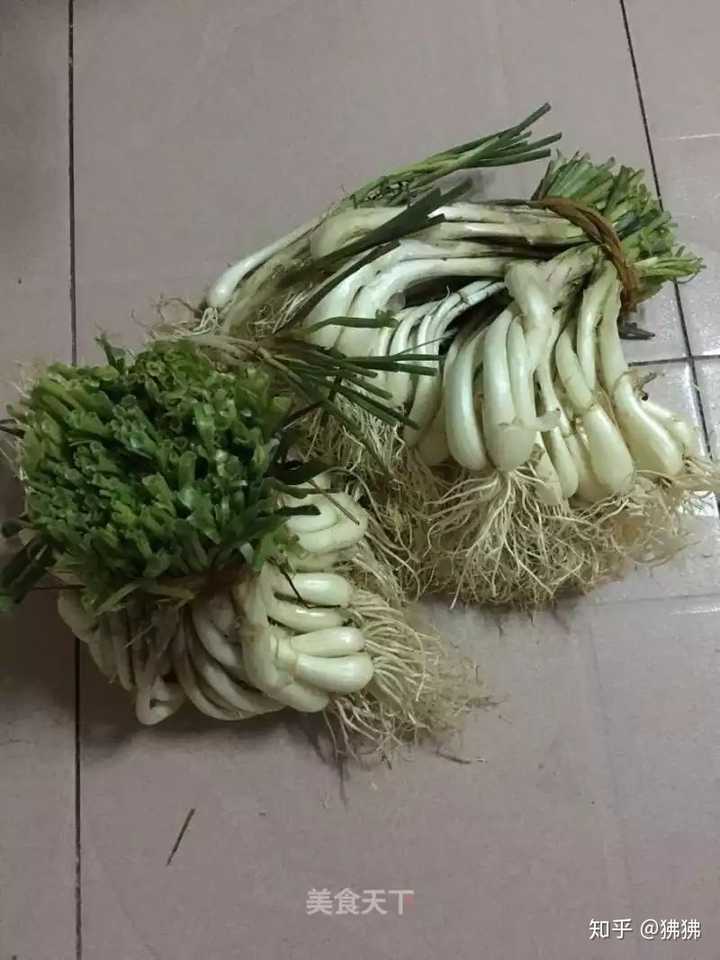 一听这个音就觉得是这个: 藠(音叫)头 长的很像葱