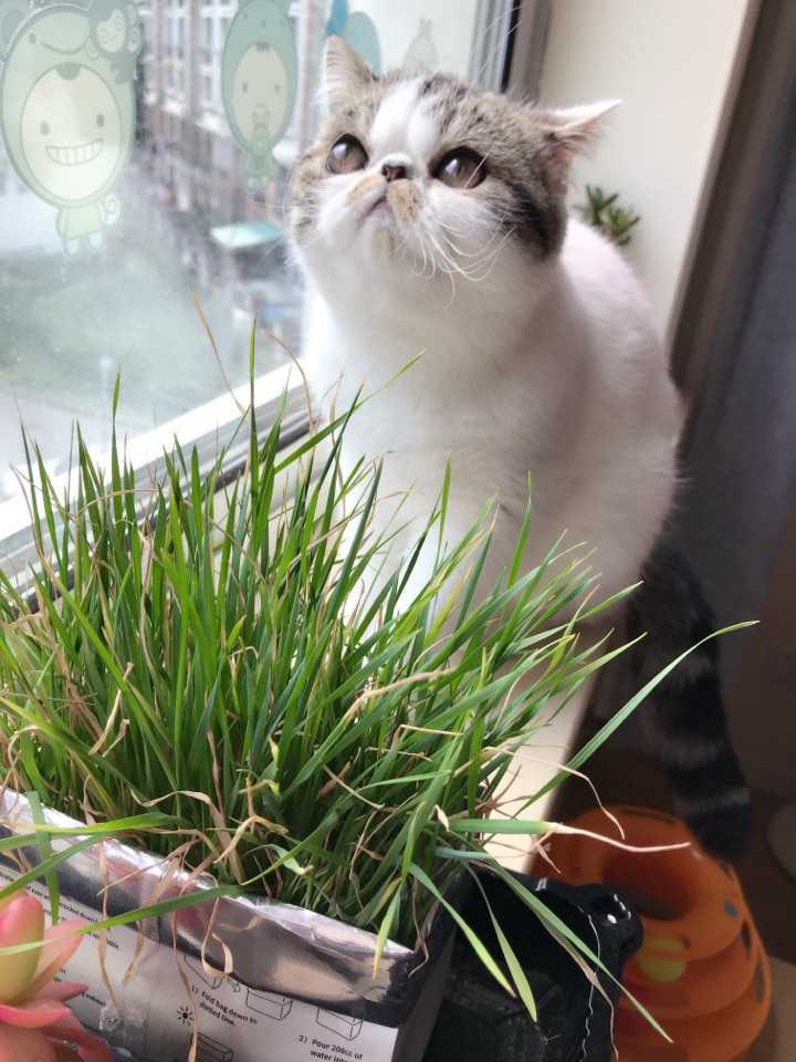 养猫的亲怎么处理猫毛的?