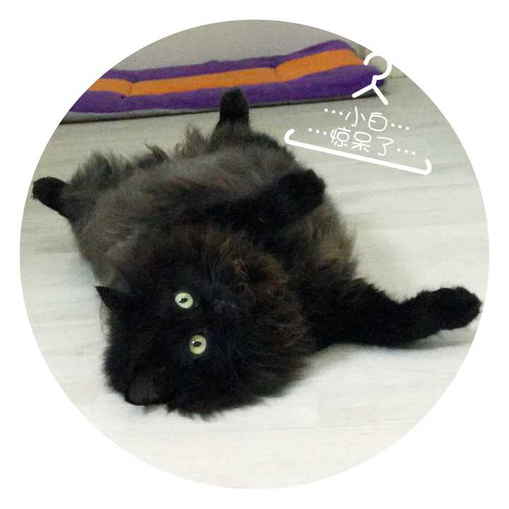 养黑猫会带来噩运吗 知乎 养黑猫会带来噩运吗 知乎