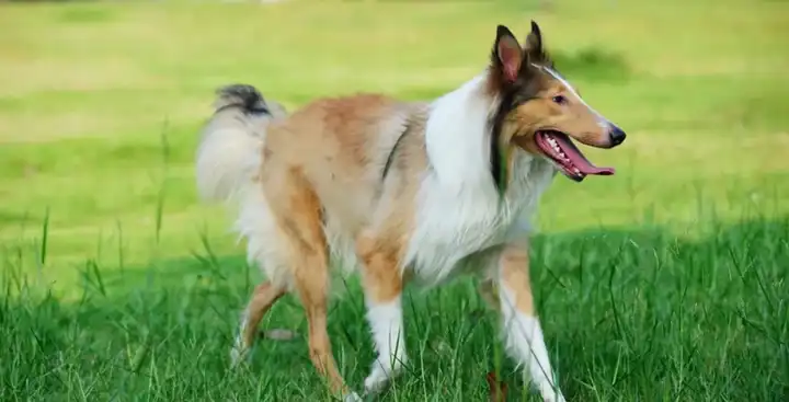 较大户型的房子养什么中型犬比较合适?