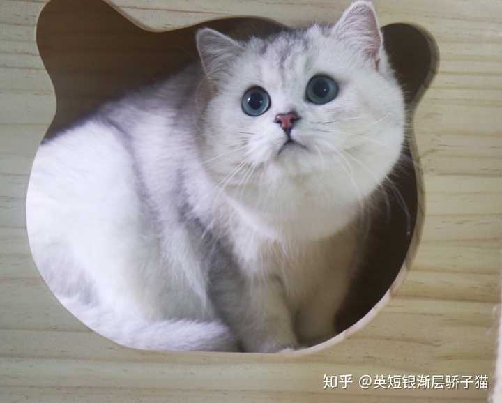 请问能空运英短来马来西亚的吗 Ps 找个猫舍 有英短的 英短银渐层骄子猫的回答 知乎