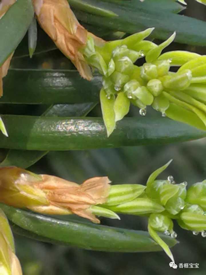 香榧雄花和雌花图片,香榧树雌雄的别,香榧树花图片(第2页)_大山谷图库
