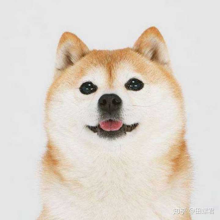 第一次养狗柴犬好还是柯基好 知乎 第一次养狗柴犬好还是柯基好 知乎