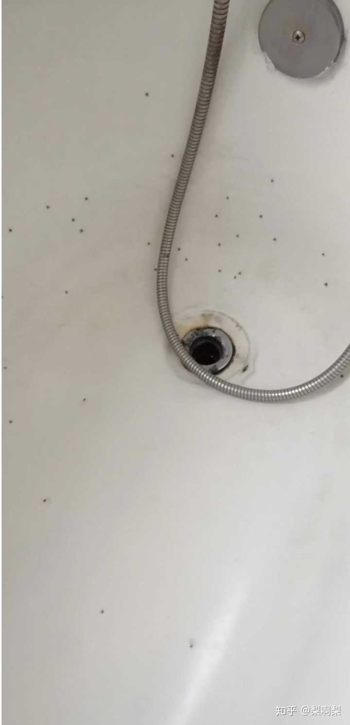怎么处理厕所中不断产生的小飞虫 蛾蚋 知乎 怎么处理厕所中不断产生的小飞虫 蛾蚋 知乎
