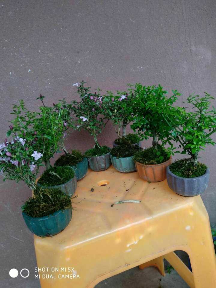 新鲜多汁,刚刚拍的,紫花六月雪