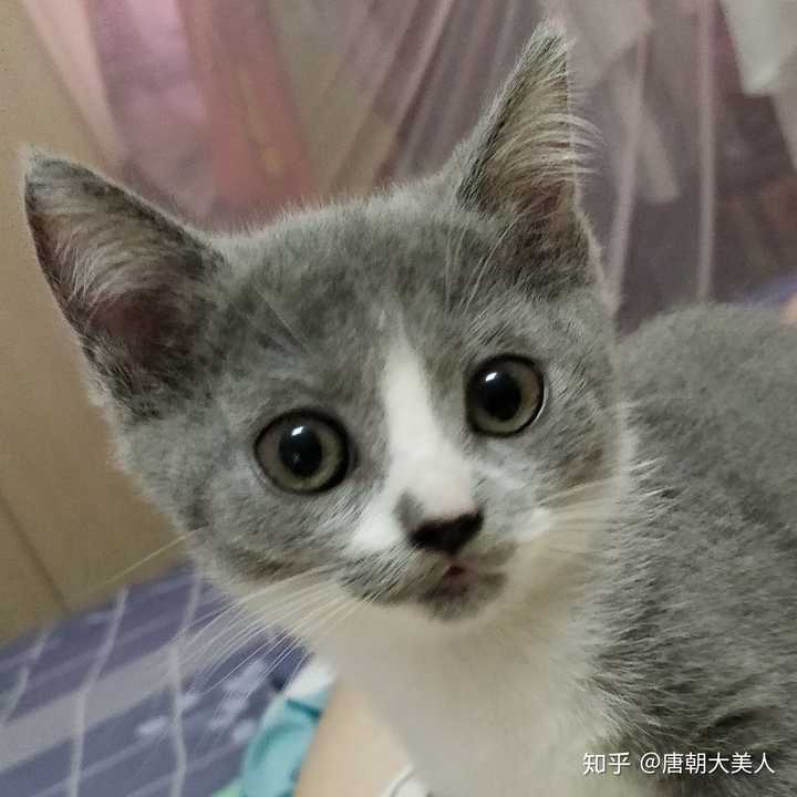 求推荐一款40元 斤以下的猫粮 我家猫猫挑食还饭量小不长肉不爱吃罐头 告诉我我该怎么办 知乎 求推荐一款40元 斤以下的猫粮 我家猫猫挑食还饭量小不长肉不爱吃罐头 告诉我我该怎么办 知乎