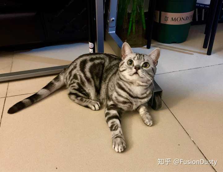 真正的美短对比下呢