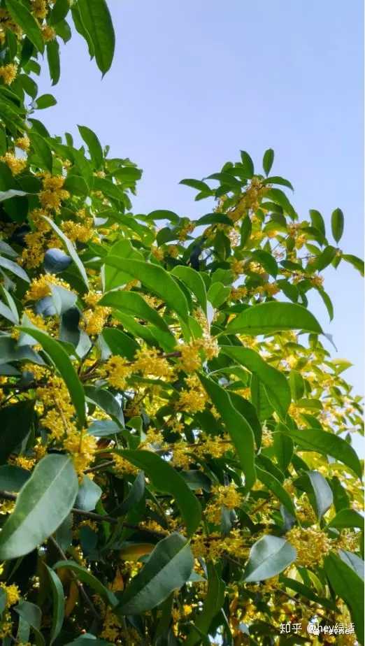 哪个牌子的桂花味香水味道正 Fevrier 的回答 知乎