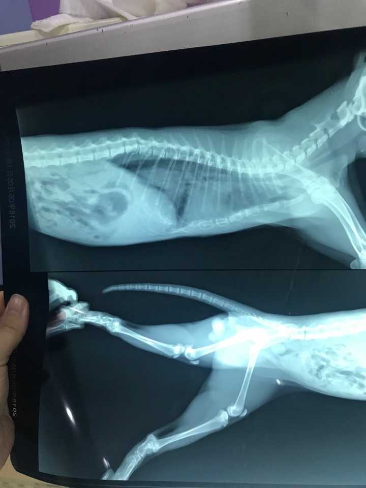 猫咪胸骨有错位,还能好吗?