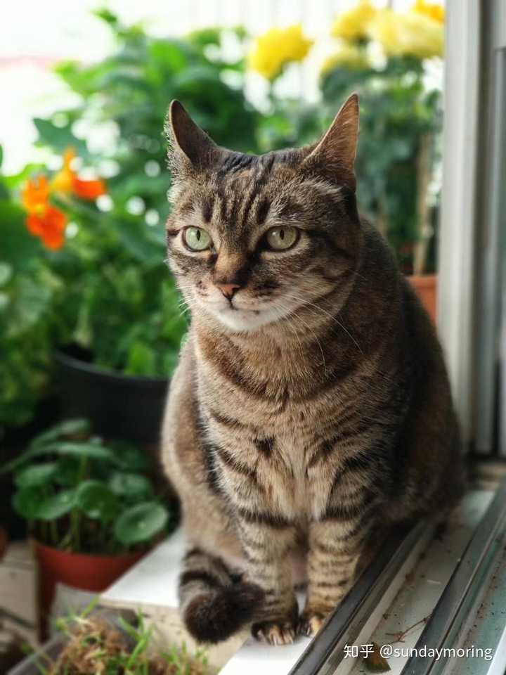 捡了只奶猫,请问是黑狸花猫吗?