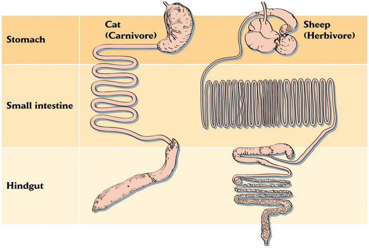猫和羊的消化道对比 图自wet