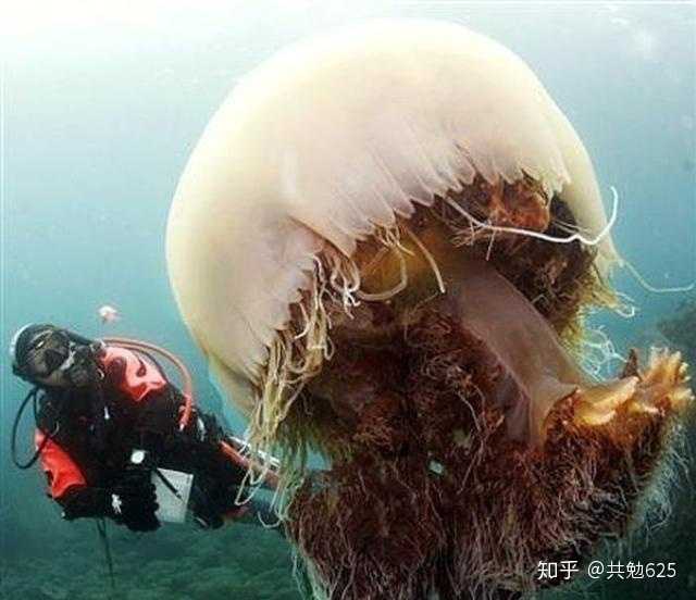 完全長成的水母的大小大於普通人的身高!