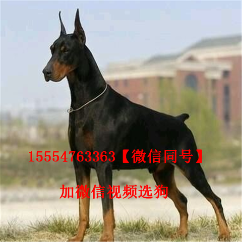 烈性犬 知乎 烈性犬 知乎