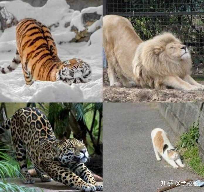 为什么猫和老虎长得那么像?