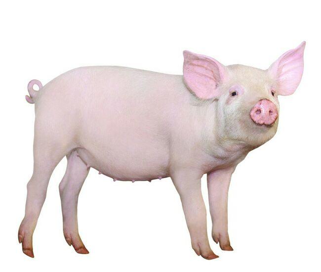 长白猪的品种介绍图片