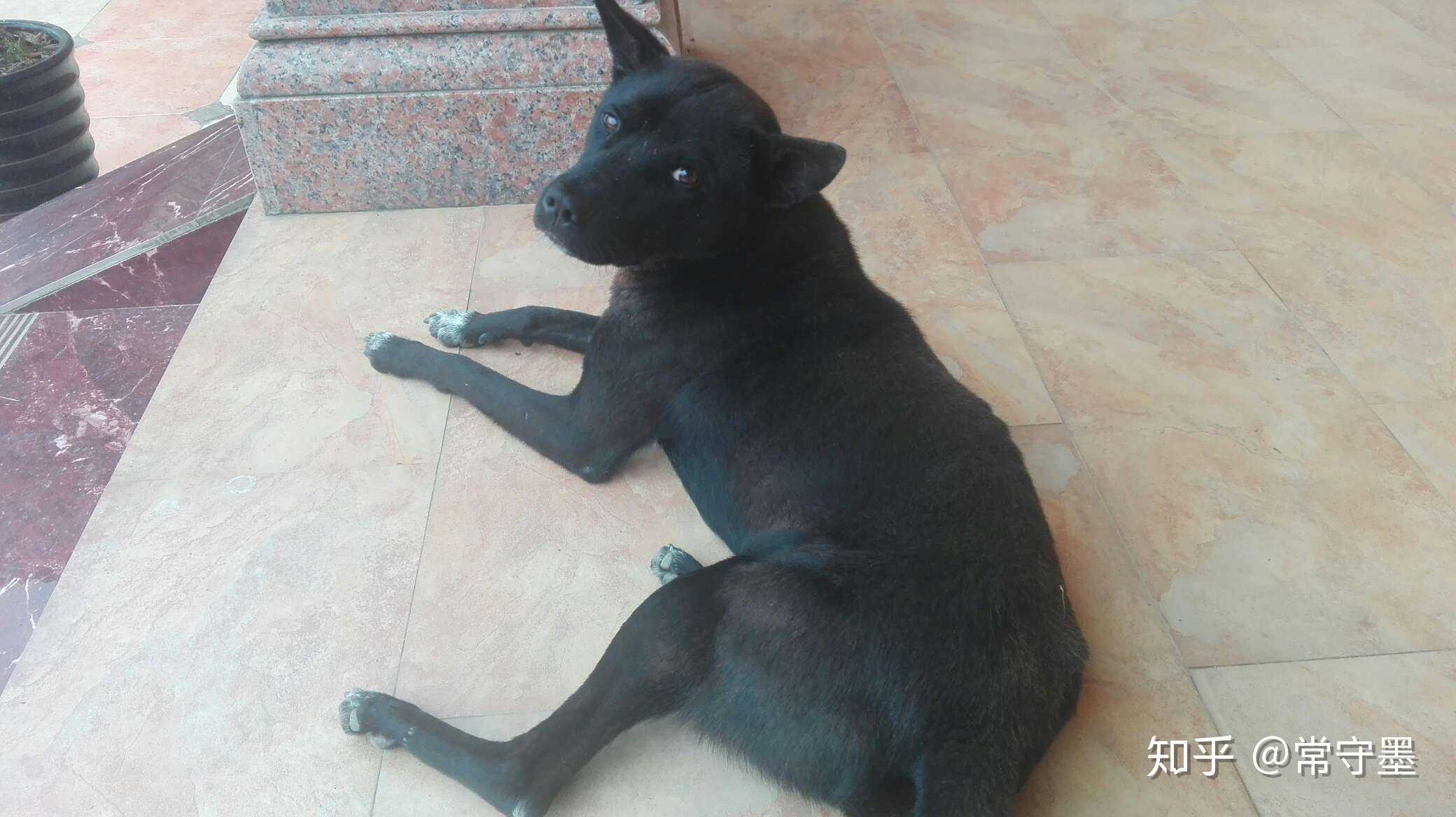 只知道老家的黑狗是串串,就是不知道串的啥.