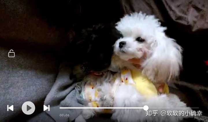 养茶杯犬是一种怎样的体验 知乎 养茶杯犬是一种怎样的体验 知乎