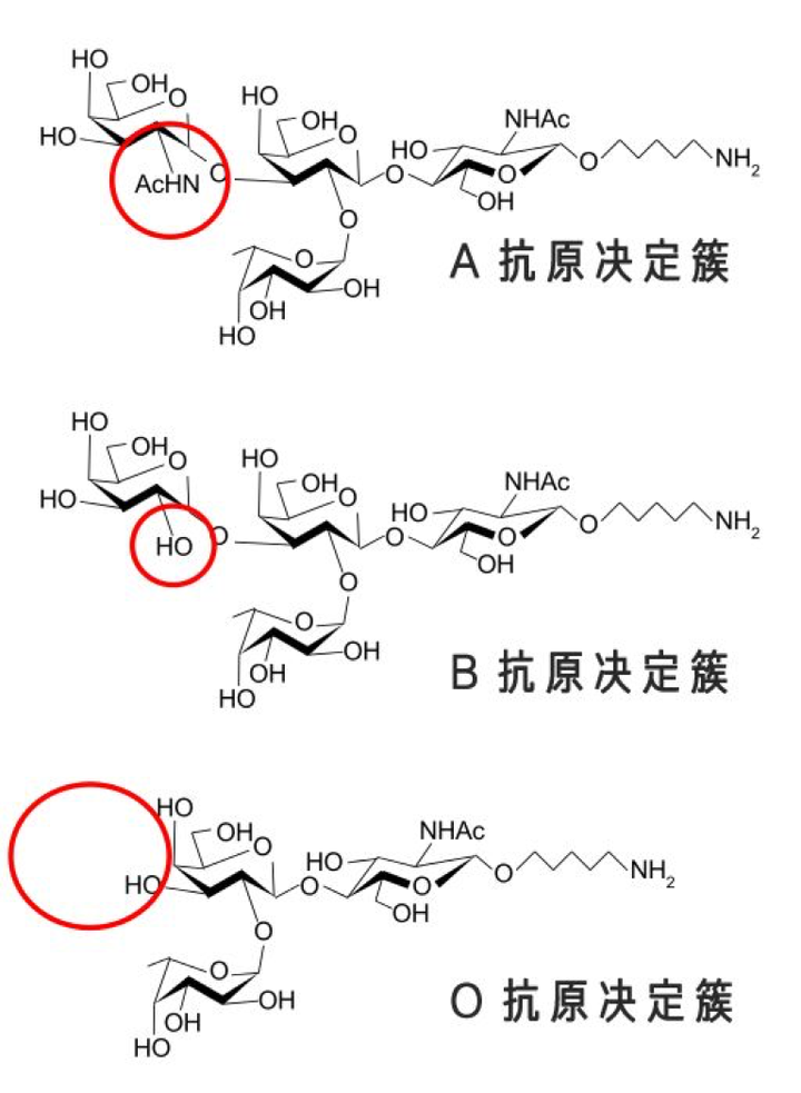 两个o型血的人能生出b型血的孩子吗 知乎
