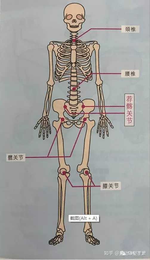 腰肌劳损有什么好的方法 知乎