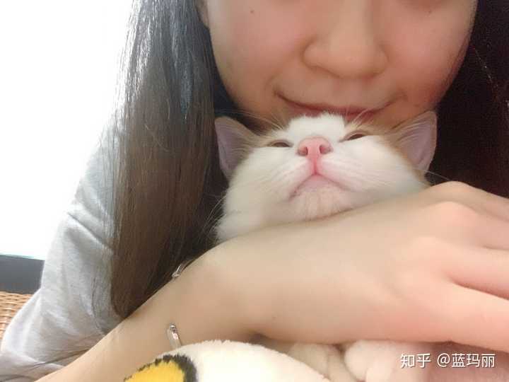 大家都是怎么教育猫的 知乎